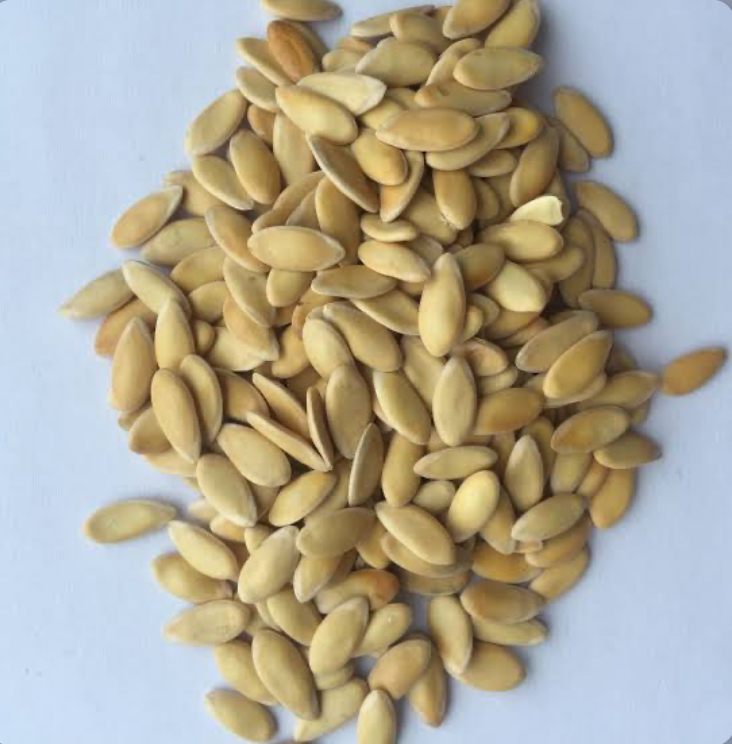 بذور الشمام